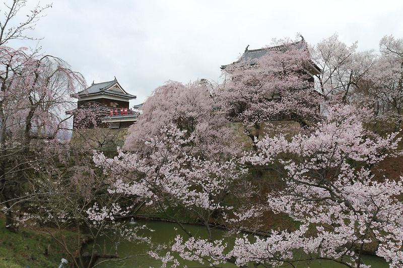 2019 일본 벚꽃 명소 “천하 제일의 벚꽃” 우에다성지 공원 (고원성지공원)