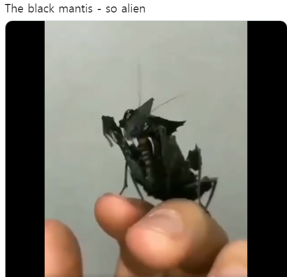 사람 손 위의 외계 곤충?