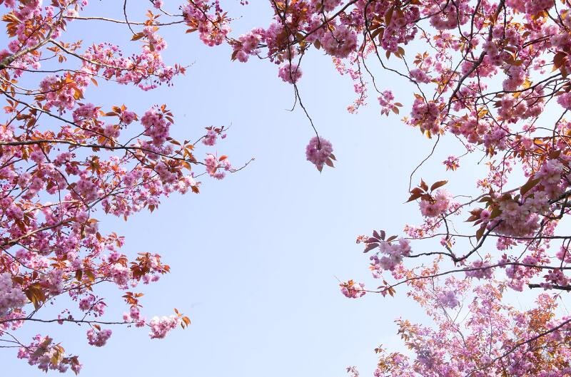 [일반상식] 봄 철 꽃가루 저리가!, 꽃가루 알레르기 증상 및 예방법!