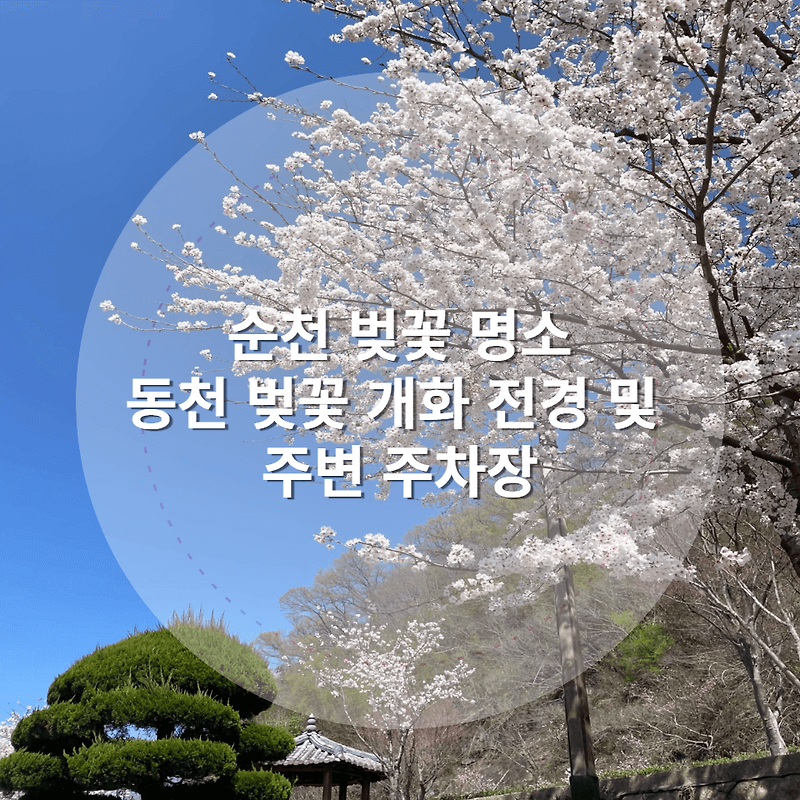 순천 벚꽃 명소, 동천 벚꽃 개화 및 주변 주차장 정보(2023년 3월)