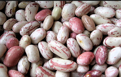 콩 종류별 재배하는 방법,흰 강낭콩 심는(파종)시기
