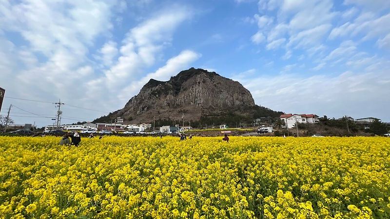 제주도 유채꽃명소! 인생샷 성지 - 산방산 유채꽃밭