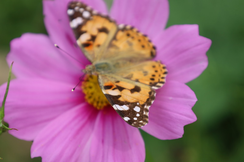 청산도에서 만난 풍경 코스모스꽃와 나비