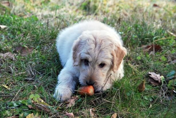 강아지가 똥을 먹는데 어떻게 할까? 식분증 원인과 대처방법
