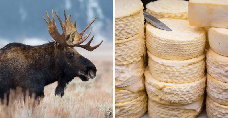 말코손바닥사슴 치즈 Moose Cheese 세계에서 가장 비싼 치즈