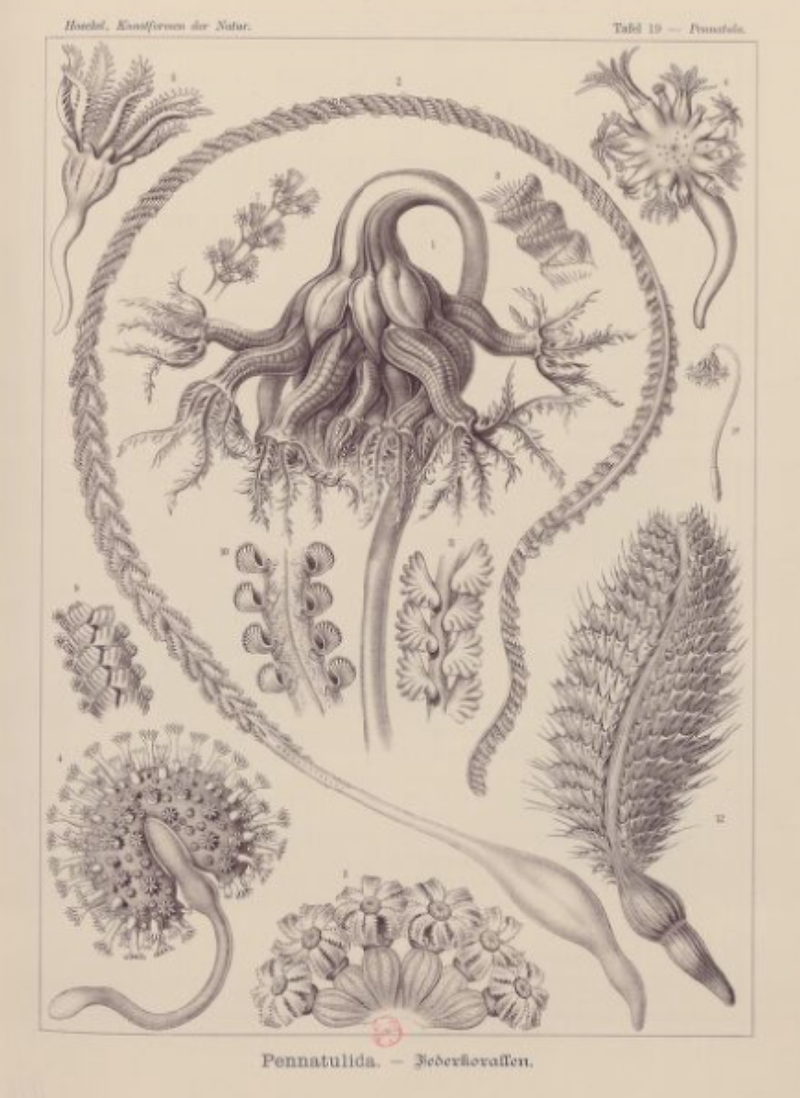 [프랑스 국립 디지털 도서관 자료] 에른스트 헤켈의 자연의 예술적 형상