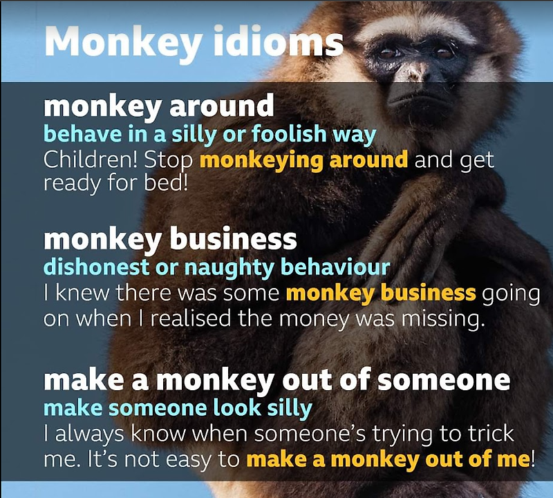 [영어] Monkey와 관련된 관용어구 표현 3개