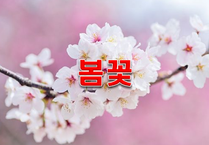 봄꽃 개화시기와 명소 5곳!!