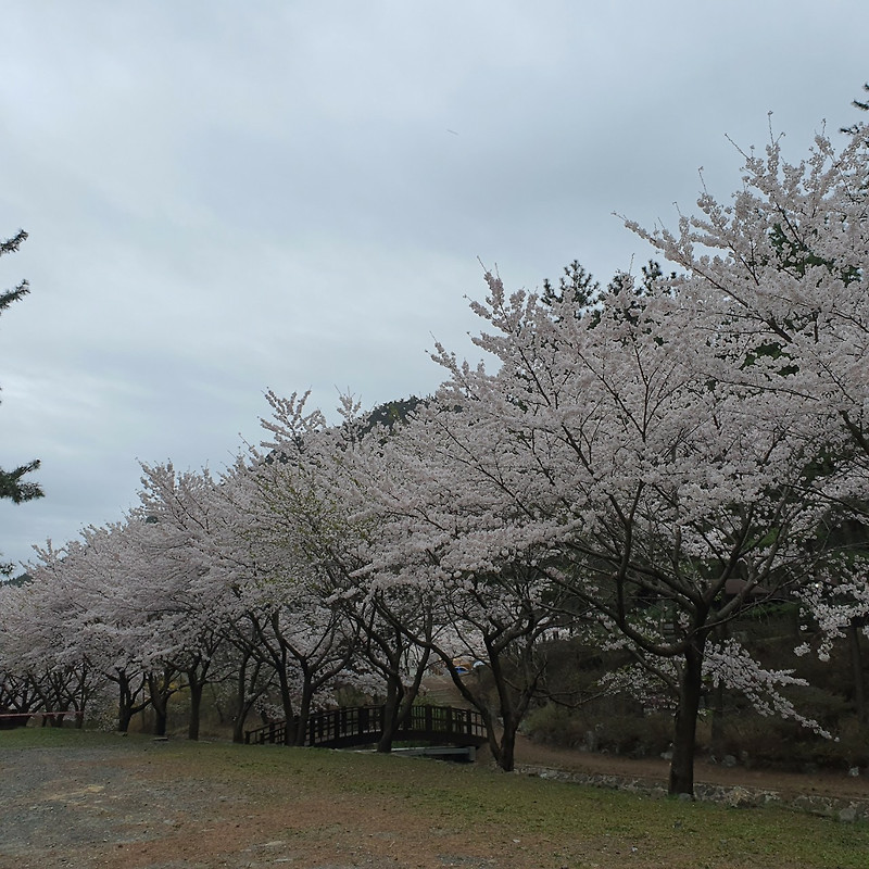 벚꽃캠핑장 충남 희리산자연휴양림 예약 되면 이그림