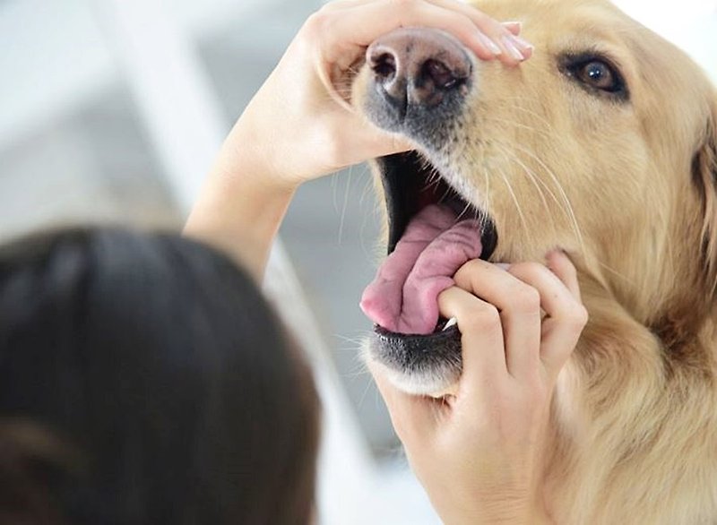 강아지 입냄새 해결방법