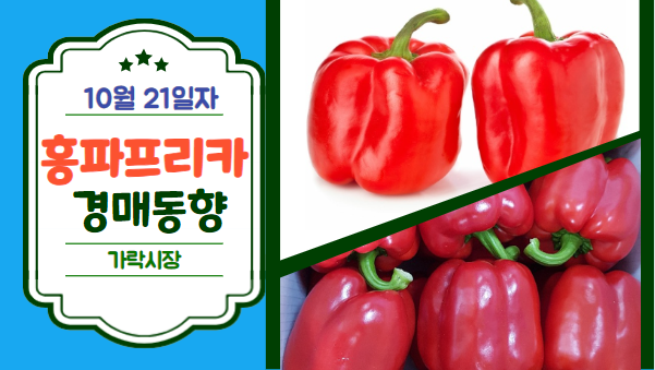 [경매사 일일보고] 10월 21일자 가락시장 홍파프리카 경매동향을 살펴보겠습니다!