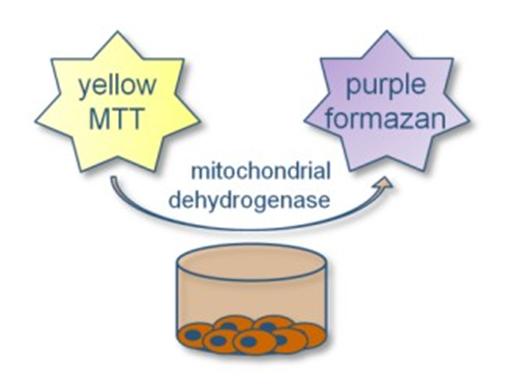 Cell viability (세포 생존율) 측정 방법 - MTT assay 실험 방법으로 확인 해 봅시다.
