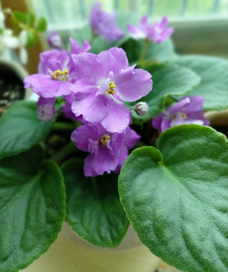 <가드닝> 바이올렛 아프리칸 바이올렛 키우기 꽃말 violet
