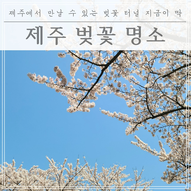 제주도 벚꽃여행 추천 (잘 알려지지 않은 히든 포인트 공개)