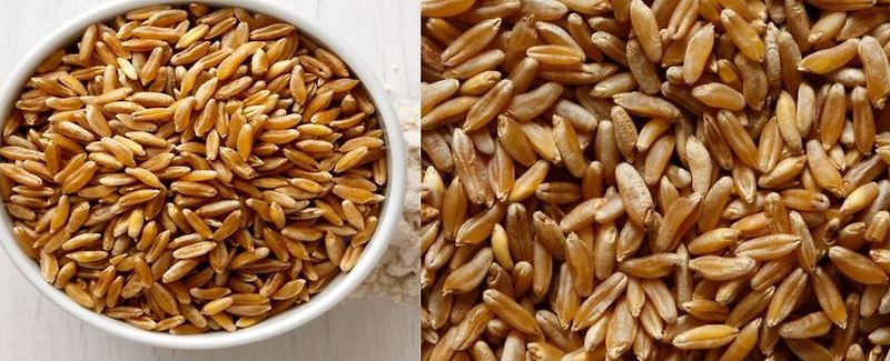 콜레스테롤과 혈당을 낮춰주는 슈퍼곡물 카무트(Kamut) 쌀의 효능