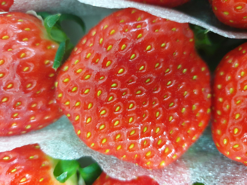 설향 품종보다 크고 맛있는 아리향 딸기