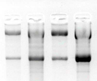 RNA 정량 (RNA 농도 측정) 방법 및 요약 정리