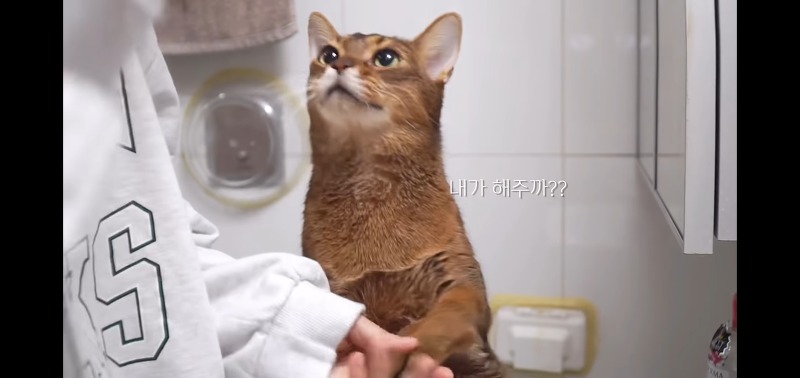 [반려동물 유튜브 추천] 진짜 꿀쩌는 애교많은 고양이 '마일로'