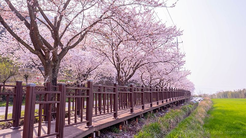 [사진][꽃]구례 벚꽃 사진 명소#2 2020.04.05