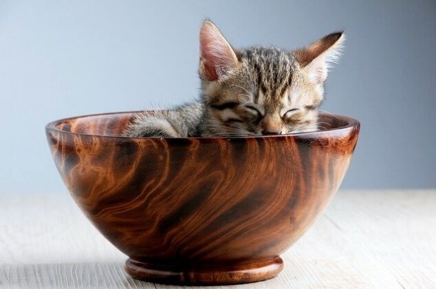 고양이 사료 , 고양이밥 에 대한 질병과 관리 7가지 중요한 점
