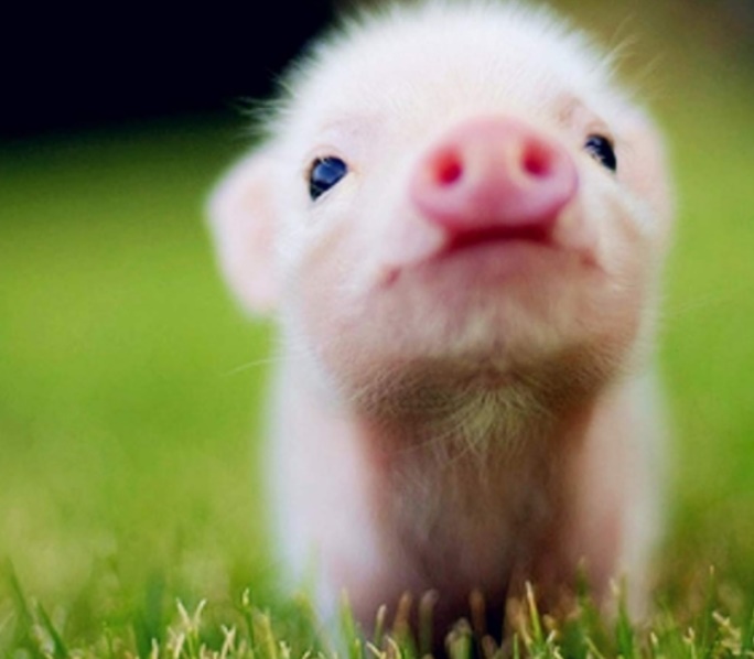 돼지 꿈 돼지에 관련된 많은 꿈 알아봤습니다.
