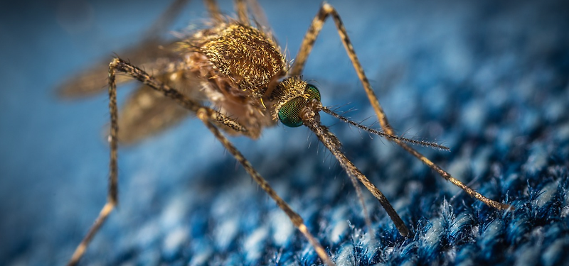 말라리아 증상 과 예방법 , 위험지역 정리