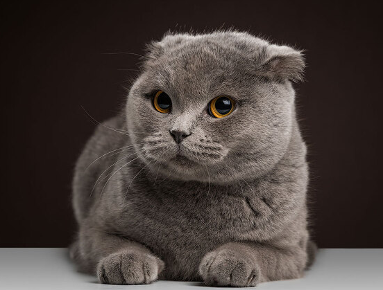 스코티쉬(시) 폴드 고양이 특징, 성격, 유전병에 대해 알아보자