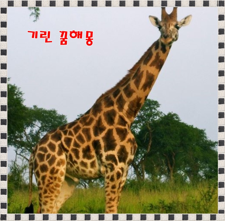 [무료꿈해몽]기린(giraffe)-기린꿈,도망가는기린,먹이먹는기린꿈,기린죽이는꿈,기린 꿈해몽.