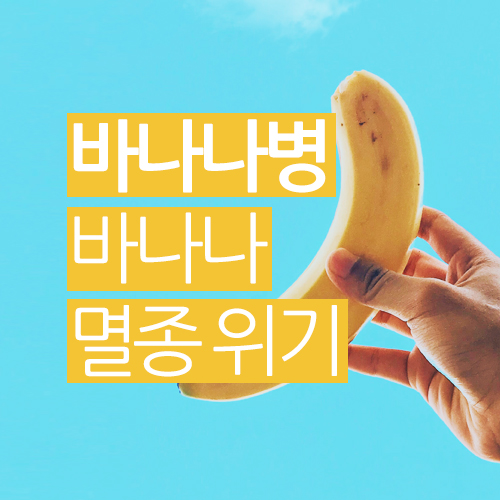 바나나병으로 인한 바나나 멸종 위기 feat. 파나마병