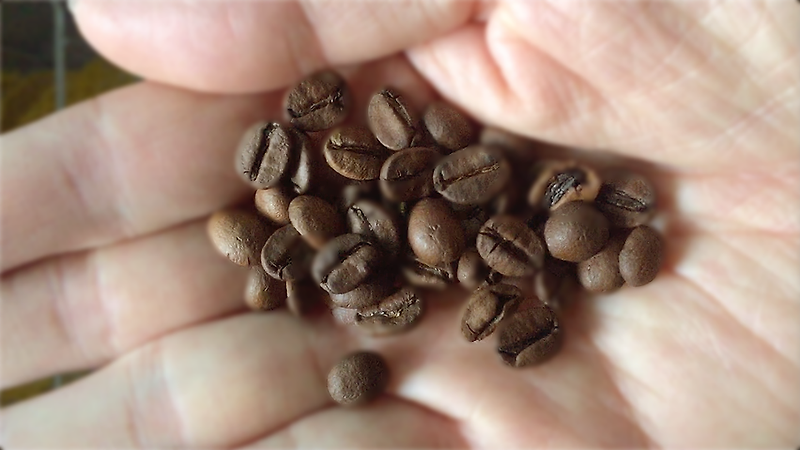 커피, 고소함과 살짝 단맛 좋아하시면 브라질 옐로우버번.