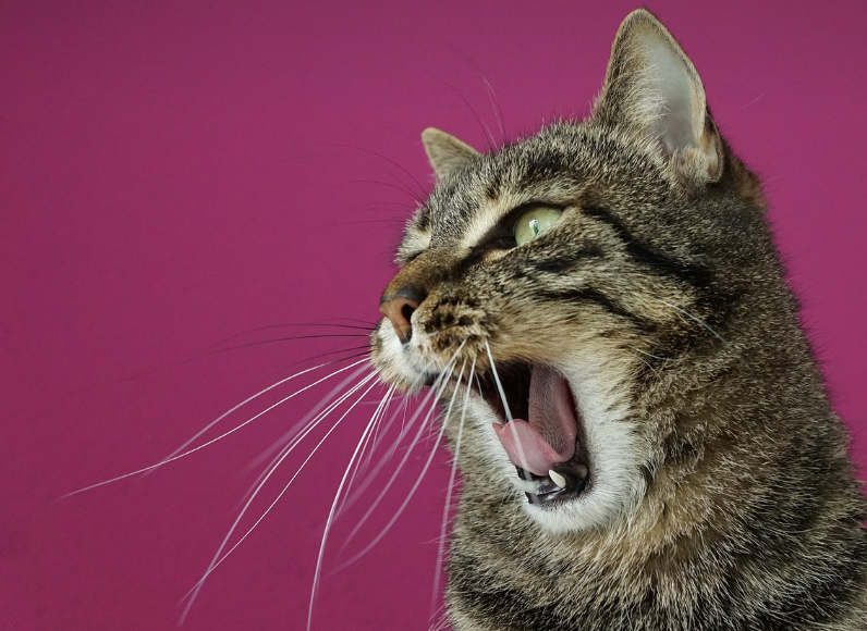 고양이가 전선을 씹는데 어떻게 해야할까? 이유와 대응방법