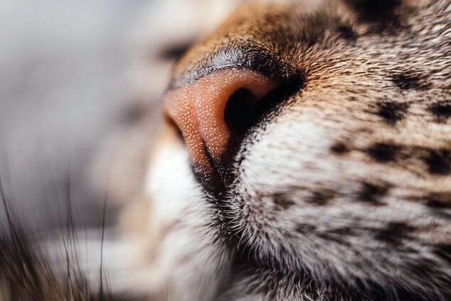 고양이 감기에 대해 몰랐던 5가지 원인, 증상과 예방법
