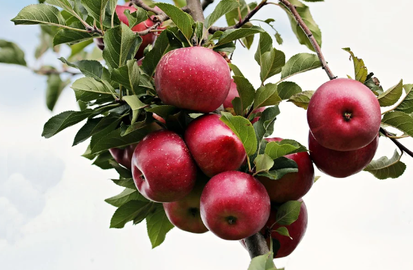 [지역특산물] 대구는 왜 사과가 유명할까? 이제는?