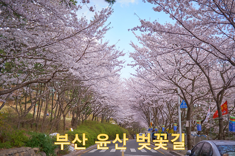 부산 벚꽃 명소 - 윤산 벚꽃길