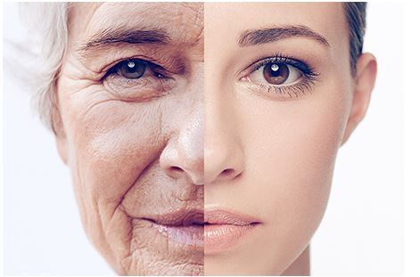 단백질 아미노산과 항노화 관련 / 노화예방 / 안티에이징(Anti aging)