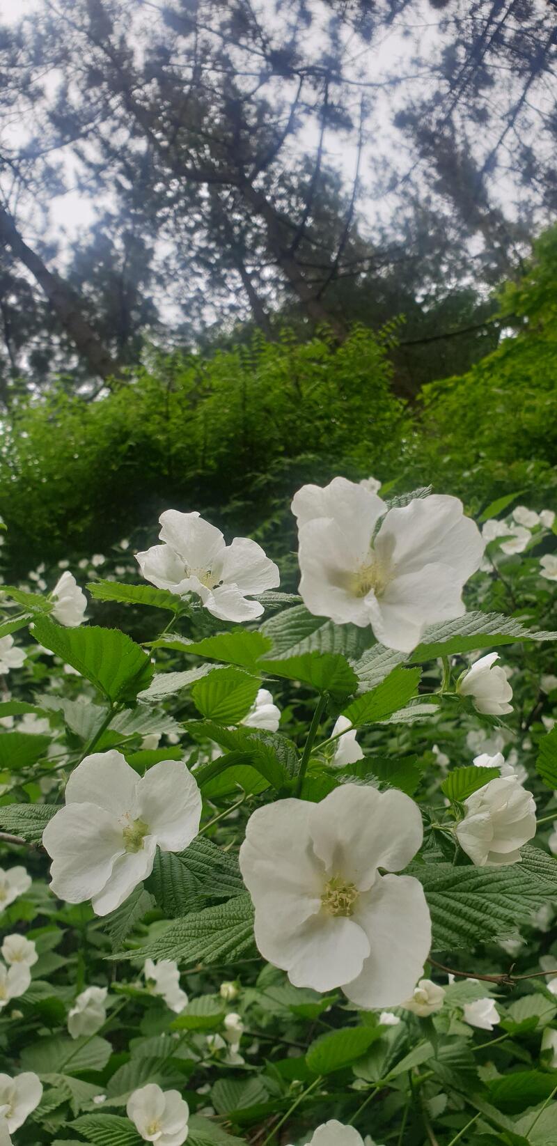 [꽃] 병아리꽃나무...월미도 월미산에서!!!