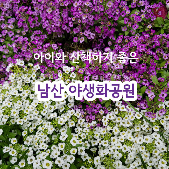 서울 산책하기 좋은 곳 (남산 야생화공원, 남산 야외식물원)