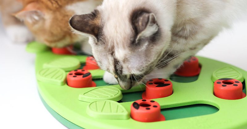 올해의 최고 고양이 장난감으로 선정된 '니나 오토슨의 고양이 퍼즐'