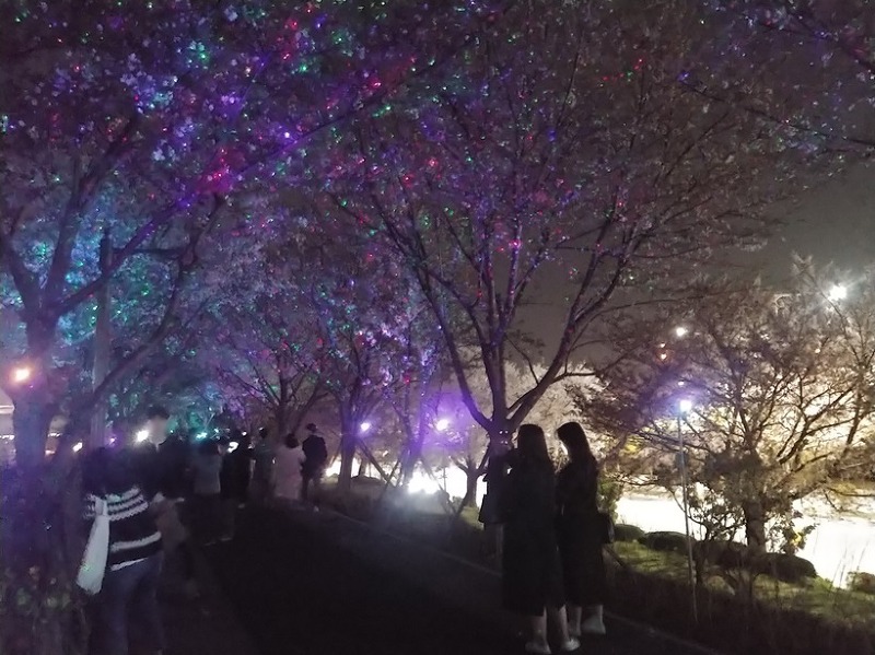 부산 가볼만한곳: 강서 낙동강변30리 벚꽃길 “Light Show” 다녀왔습니다