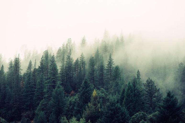 [산림청] 2021년 산림분야 사회적경제기업 경영안정화 컨설팅 및 판로지원 사업 모집 공고