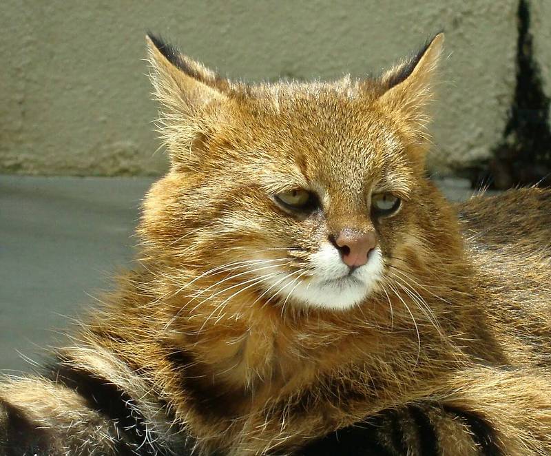 콜로콜로캣 , 야생 팜파스 고양이의 9가지 진실