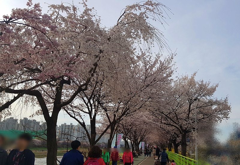 안양천 벚꽃길 만개한 서울 벚꽃길