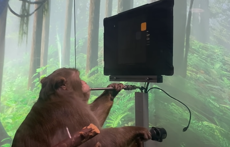 일론 머스크 뉴럴링크 원숭이가 핑퐁을 한다?