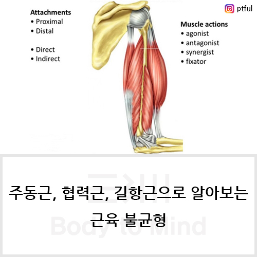 주동근(agonist), 협력근(synergist), 길항근(antagonist)으로 알아보는 근육 불균형(muscle imbalance)