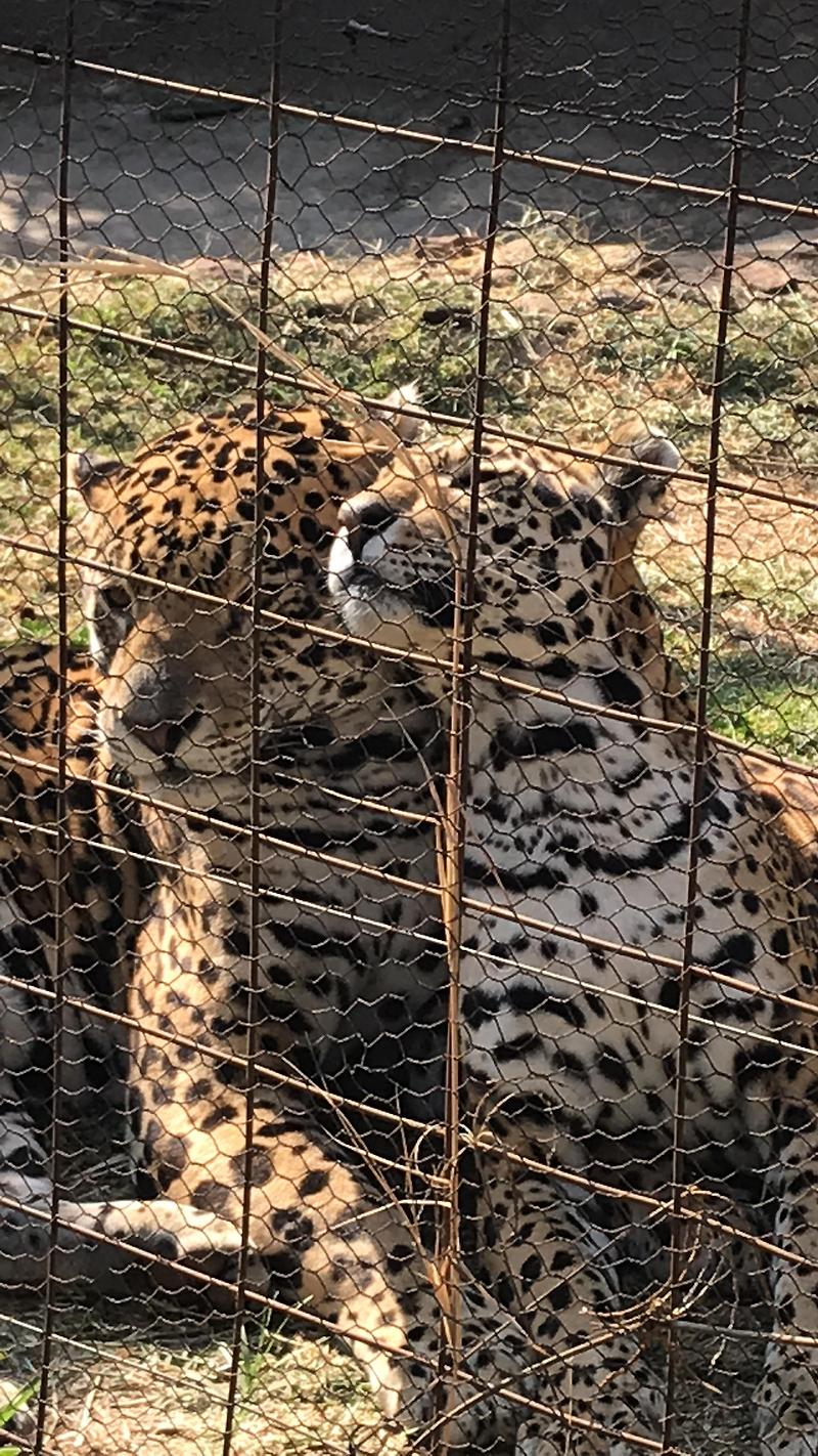 남아공 동물- 재규어Jaguar 두마리의 식사시간