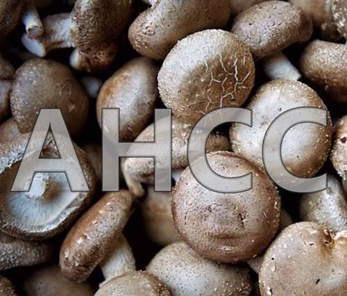 표고버섯균사체 AHCC 효능과 유의사항