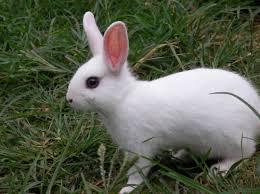 하얀 토끼 꿈, 토끼 잡는 꿈해몽, 토끼가 집에 들어오는 꿈  27가지 총 정리
