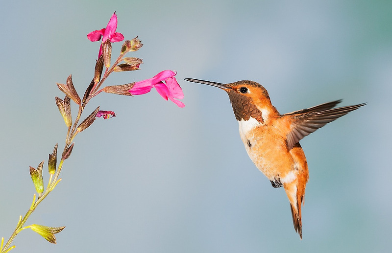 새와 공생하는 신비로운 꽃, 조매화의 비밀