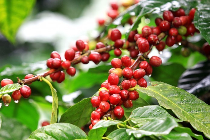 커피 식물학, 커피 나무와 아라비카(Arabica), 로부스타(Roubusta)에 대하여 알아보자.