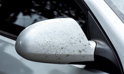벌레 및 조류로부터  내 차의 오염을 막는 방법